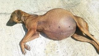 Dog gives birth but then the doctor Discovers they Are Not Puppies [upl. by Llydnek]