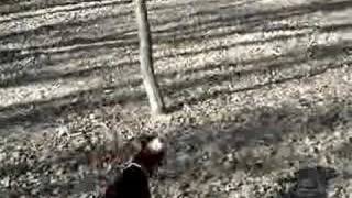 Doberman kills deer [upl. by Trudie]