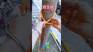 Secure Stakes amp Escape Knot youtubeshorts [upl. by Alleris911]