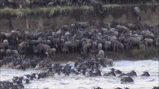 Mara River Crossing September 2012 [upl. by Gaul226]