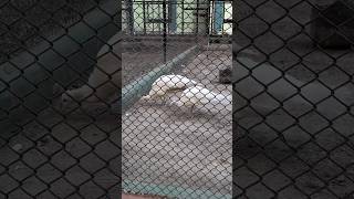 White peahens having fun Peacock in Alipore Zoo 🦚 shorts ytshorts yt funny trending viralreels [upl. by Sweeney981]