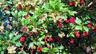 Strawberry Tree Arbutus x andrachnoides Harvest in Germany [upl. by Edmon]