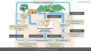 SPM How to remember nitrogen cycle  Nitrogen fixation nitrification denitrification [upl. by Wolenik309]