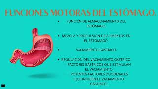 Funciones Motoras del Estómago y Control de Vaciamiento Gástrico [upl. by Kubiak]