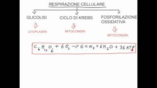 CORSO DI BIOCHIMICA  LEZIONE 3 DI 47  RESPIRAZIONE CELLULARE GLICOLISI  PARTE 1 [upl. by Ayatnwahs945]