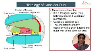 Histology of Cochlea [upl. by Olenta]