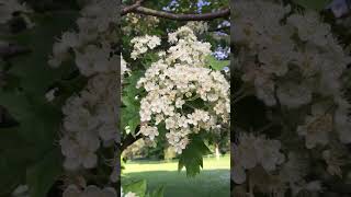 Whitebeam Sorbus aria flowers hydeparklondon nature flowerlover viral shortvideo [upl. by Lund]