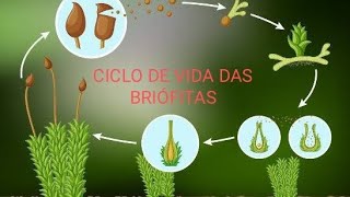 CICLO DE VIDA DAS BRIÓFITAS [upl. by Yong]