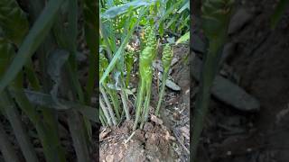 Elachi farming in Kerala like nature plants viralvideo shortvideo food health good farming [upl. by Oicnevuj730]