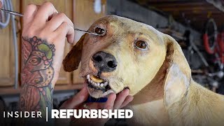 How A Taxidermist Restores A Damaged Dog  Refurbished [upl. by Hesky]