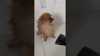 shorts short pomeranianlife pomeranian pomeranianlovers chien pets puppy cute leroilion [upl. by Ydniw]