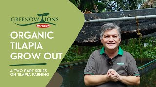 ORGANIC TILAPIA GROW OUT  A Two Part Series on Tilapia Farming PART 2 [upl. by Etnasa13]