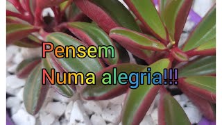 Peperômia Graveolens  uma lindeza [upl. by Addison484]