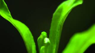 20150131 Lobelia Cardinalis growth in aquarium 10h 20min  404sek movie in 4K Macro by gedasst [upl. by Vargas]