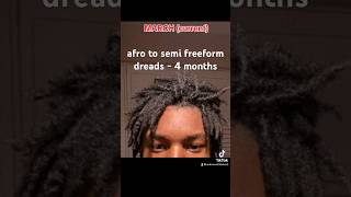 Afro to semi freeform dreads 4 month progressdreadlocks freeformlocshairgrowth locsjourney fyp [upl. by Draper]