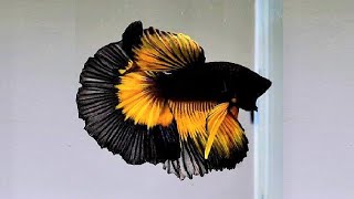 10 Most Beautiful Betta Fish in the World [upl. by Ulah]