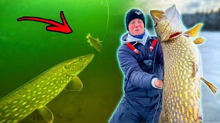 BRUTAL UNDERWATER FOOTAGE OF PIKE ATTACK  Ice Fishing Premiere  Team Galant [upl. by Ynnhoj]