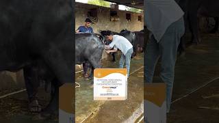 100Solution of buffalo heat cycle and repeat breedingdairybusiness buffalobusiness dairyfarmidea [upl. by Hickey]