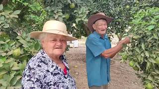 COLHEITA DE LARANJA COM SEU MANOELZINHO E DONA ALZIRA PROGRAMA SERTÃO MAMOEIRO E REPÓRTER MATUTO [upl. by Yllop605]