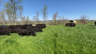 Cows First Day Grazing On TriticaleRyegrass [upl. by Araek324]