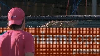 Iguana Runs On Court Halts Match At The Miami Open [upl. by Nillad471]