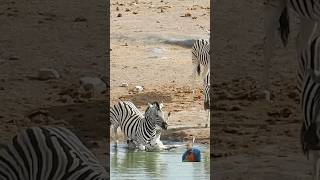 Zebra 🦓 vs zebra baby 😬 krugersightings wildlife kruger safari krugernationalpark zebra [upl. by Tamas3]