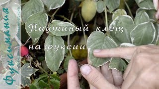 Паутинный клещ на фуксии [upl. by Ivad]