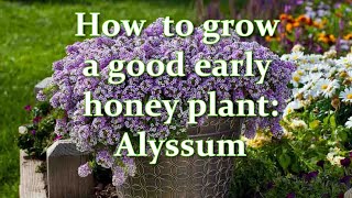 Seedlings in 4 days I sow this way How to Grow Alyssum Flower from Seeds  Alexas Garden [upl. by Elletnohs]