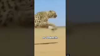 Meet the Fastest Land Animal on Earth animalfacts cheetah [upl. by Kasey]