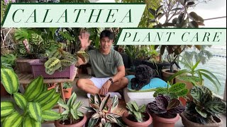 Calathea Plant Care  Prayer Plant Guide and tips [upl. by Erdreid689]