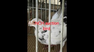 NCH auction bird [upl. by Iah]