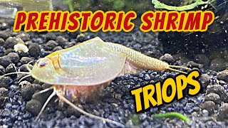 30 Days of Triops  Hatching Growth and Behavior  Feeding [upl. by Lena]