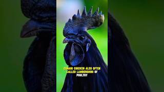 The Most Expensive Black Chickens shorts animals animal [upl. by Asseneg]