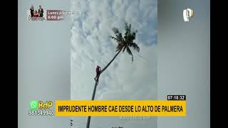 Hombre es catapultado al cortar la copa de una gigantesca palmera inclinada [upl. by Weiman]