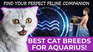 BEST CAT BREEDS FOR AQUARIUS FIND YOUR PERFECT FELINE COMPANION [upl. by Rahsab893]