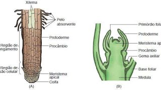 24  Histologia Vegetal Meristemas Primários e Secundários Biologia D [upl. by Tillie]