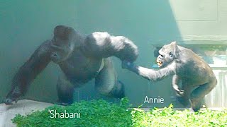 Gorilla Dad amp Daughter Fight Turns Into a Big Fight Involving Other Gorillas  The Shabani Group [upl. by Nev]