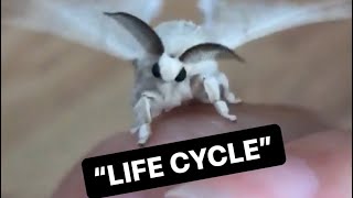 Life Cycle of Domestic Silk Moths Bombyx mori [upl. by Irodim]