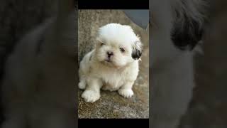 Adorable Puppy ASMR 🐶  Soothing Sounds of Soft Paws amp Puppy Snuggles [upl. by Ydarg]