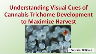 Understanding Visual Cues of Cannabis Trichome Development to Maximize Harvest [upl. by Hesper63]