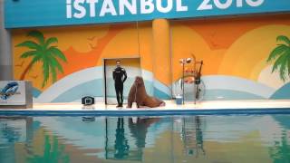 İstanbul Dolphinarium part 1 [upl. by Anderson]