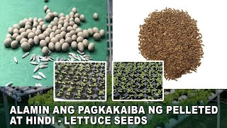 TIPS Ano ang Magandang Lettuce Seeds Para sa Hydroponics System [upl. by Edras]