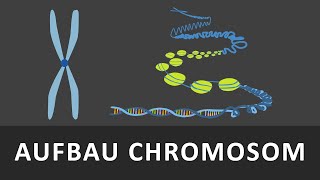 Aufbau Chromosomen  Chromatin  Spiralisierung der DNA einfach erklärt  Verpackung der DNA [upl. by Olim]