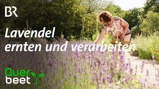 Lavendel Schneiden ernten verarbeiten [upl. by Rbma236]