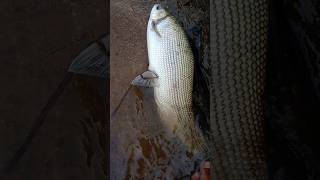 Amazing mahanadi river fish 🐟🐟 [upl. by Eerot]