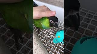 The nanday conure Aratinga nenday Young parrot birds [upl. by Joh]