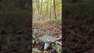 a beautiful edible Russula heterophylla in a blossoming forest mushroom nature forest shorts [upl. by Papp]