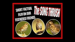 Song Thrush Short Factual Film About Our Feathered Friends SONG THRUSHES [upl. by Devina]