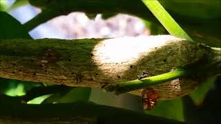 Citrus Gall Wasps Emerging from a Gall and Mating [upl. by Arual]