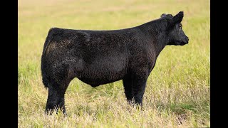 Reimann Pasture Sale 2024  Tag 11 [upl. by Bertine324]